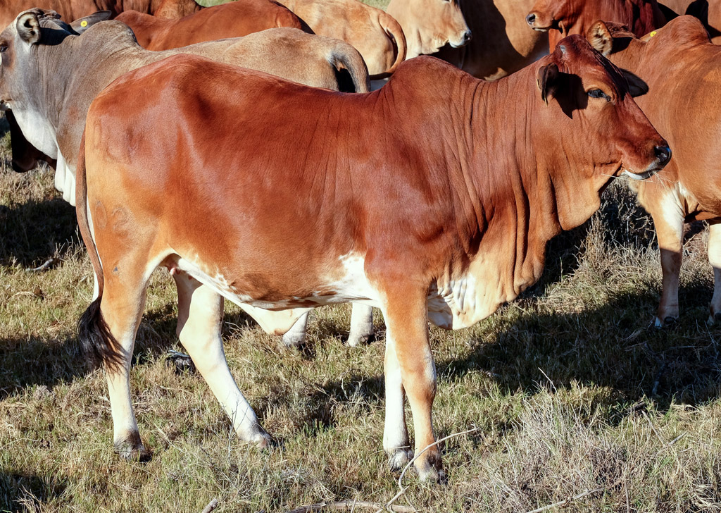 BORAN